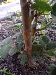 Image result for rez rzivost ostru%u017Einy