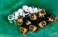 They can be kept in a humid enclosure, with moist soil to burrow in and wood to climb on. Harlequin Bug Nymphs Stock Image Z285 0212 Science Photo Library