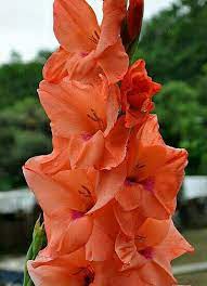 Pin By Brenda Sanchez On Gladiola Flowers Plants Flower Garden