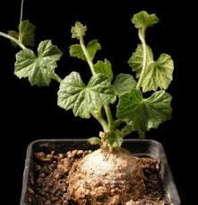 Image result for Coccinia barteri