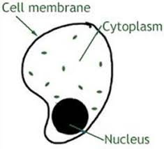 We did not find results for: Nutrition In Plants Cbse Science Class 7 Chapter Wise Solved Q A
