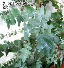 Image result for Eucalyptus sp.