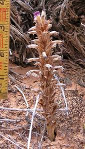 Image result for Orobanche