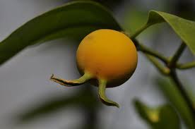 Pin On Orange Is Now My Favorite Color