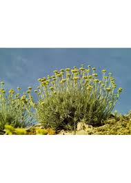 Image result for Helichrysum chasei