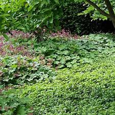 Die Besten Immergrunen Bodendecker Bodendecker Unkraut Im Garten Bodendecker Gegen Unkraut