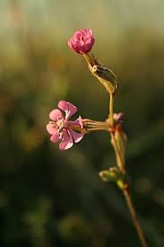Image result for Silene burchellii