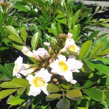 Image result for Bussea xylocarpa