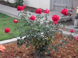 How to prepare soil for planting. How To Prepare Soil For Rose Plant Zone 4 Garden