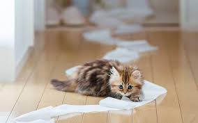 Toilet Paper Monster Kittens Funny Cute Baby Animals Kitten Wallpaper