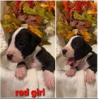 The great dane, also known as the german mastiff or deutsche dogge, is a breed of dog from germany. Rehoming Saint Dane Puppies Alamosa Sports Goods For Sale Pueblo Co Shoppok