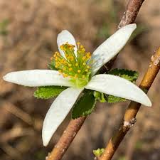 Image result for Grewia herbacea