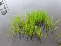 Image result for Wiesneria