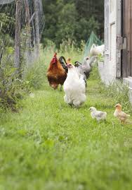 I Don T Really Care For Chickens Much But This Is A Fine Lookin Group Animaux Poulailler Jardins