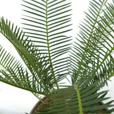 Image result for Ocimum angustifolium