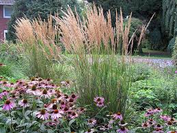Reitgras Calamagrostis Acutiflora Karl Forster Ziergras Garten Reitgras Karl Forster Sandrohr Pflege Schnitt Vermehrung Stan Ziergras Reitgras Graser Im Garten