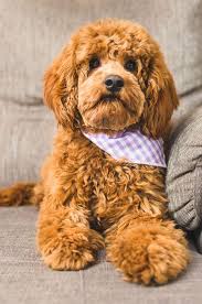 The australian labradoodle is also commonly referred to as the poodle, cocker spaniel, and labrador retriever mix. 5 Tips For Bathing Your Labradoodle