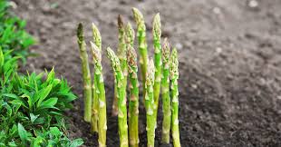 Each of these plants can withstand freezing temperatures and other challenging weather conditions, then come back with beautiful blooms every year. Perennial Vegetables That Grow Back Every Year The Garden Magazine