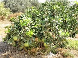 Image result for Citrus maxima