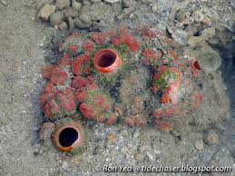 Image result for Cyphia richardsiae