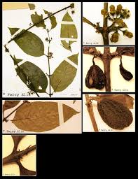 Image result for Canthium glaucum