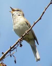 Résultat de recherche d'images pour "Un pájaro solitario"
