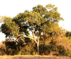 Image result for Philenoptera nelsii