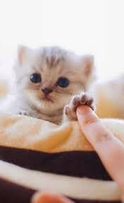 pin na doske cats cat koty koshki kotiki i kotyata