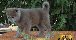 Bestdog Heaven Bursa Kopek Ciftiligi Satilik Kopek Ilanlari Yavru Kopek Kopek Akita