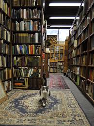 Perfection Is A Bookstore With Cats In It These Adorable Felines Live At David Mason Books In Toronto Ontario Canada Bookstore Cats Bookstore Cat Books
