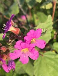 Image result for Melochia