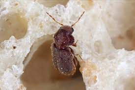 Käfer können schäden an lebensmitteln wie an holz, textilien und anderen materialien anrichten. Kafer In Der Wohnung Bestimmen Und Bekampfen