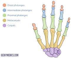 Bones Of The Hand Carpal Bones Metacarpal Bones Geeky Medics Human Bones Anatomy Anatomy Bones Hand Bone Anatomy