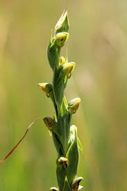 Image result for Habenaria schimperiana