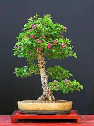 Pin By Luz Mery Castaneda On La Naturaleza Es Sabia Bonsai Plants Big Tree