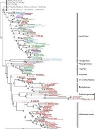 Image result for Brachychloa schiemanniana