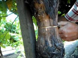 This effect became more significant for the current year's treatment, after repeated yearly treatments. Process Of Girdling Wmv Youtube