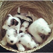 Omgoodness Fox Terrier Babies Fox Terrier Puppy Wire Fox Terrier Puppies Wire Fox Terrier