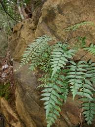Image result for Asplenium aethiopicum