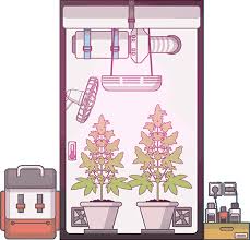 Check spelling or type a new query. Grow Tent Setup The Complete Guide 2020 Drcannabis