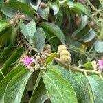 Image result for Grewia glandulosa