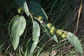Image result for Triumfetta pilosa