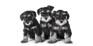 The miniature schnauzer is the smallest in the trio of schnauzer breeds. 1 Miniature Schnauzer Puppies For Sale In San Diego Ca
