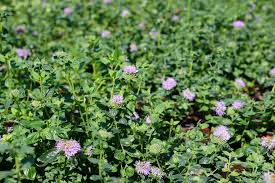 Image result for Landolphia villosa