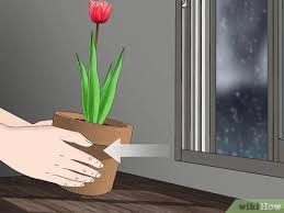 Check spelling or type a new query. How To Grow Tulips In Pots With Pictures Wikihow