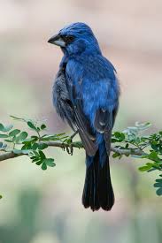 Big Blue Bird With Colorful Feathers Ultramarine Grosbeak Eastern Central South America Pet Birds Beautiful Birds Pretty Birds