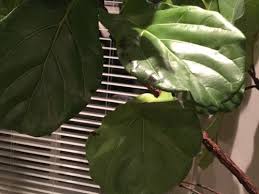 Fiddle leaf fig dying from spider mites. Tiny Bugs In Soil Of Fiddle Leaf Fig