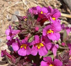 Image result for Mimulus