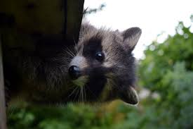 Das loch eines waschbären kann mehrere zentimeter tief sein. Waschbaren Im Garten Gartenbob De Der Garten Ratgeber