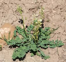 Image result for Astragalus